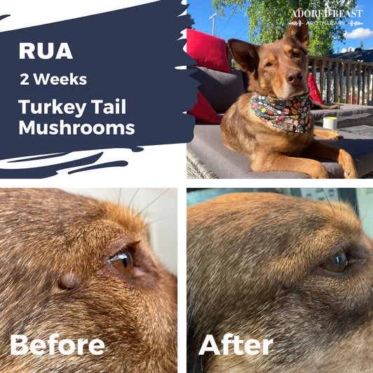 Turkey Tail Mushroom Tincture